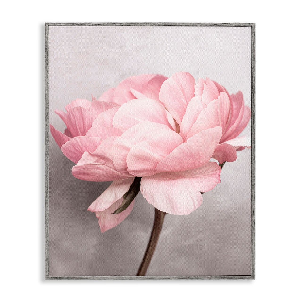 Stupell Industries Blooming Vintage Peony Framed Giclee Wall Art Design by Sisi and Seb